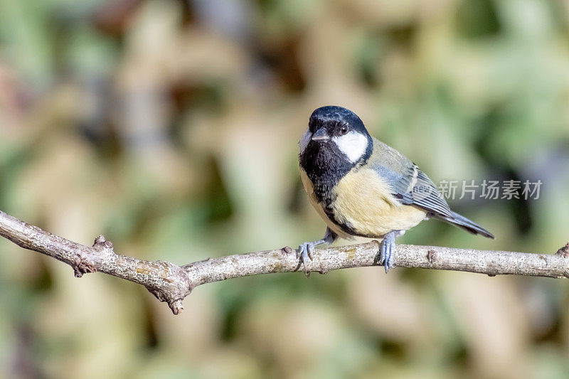 大山雀(Parus major)栖息在有复制空间的树枝上